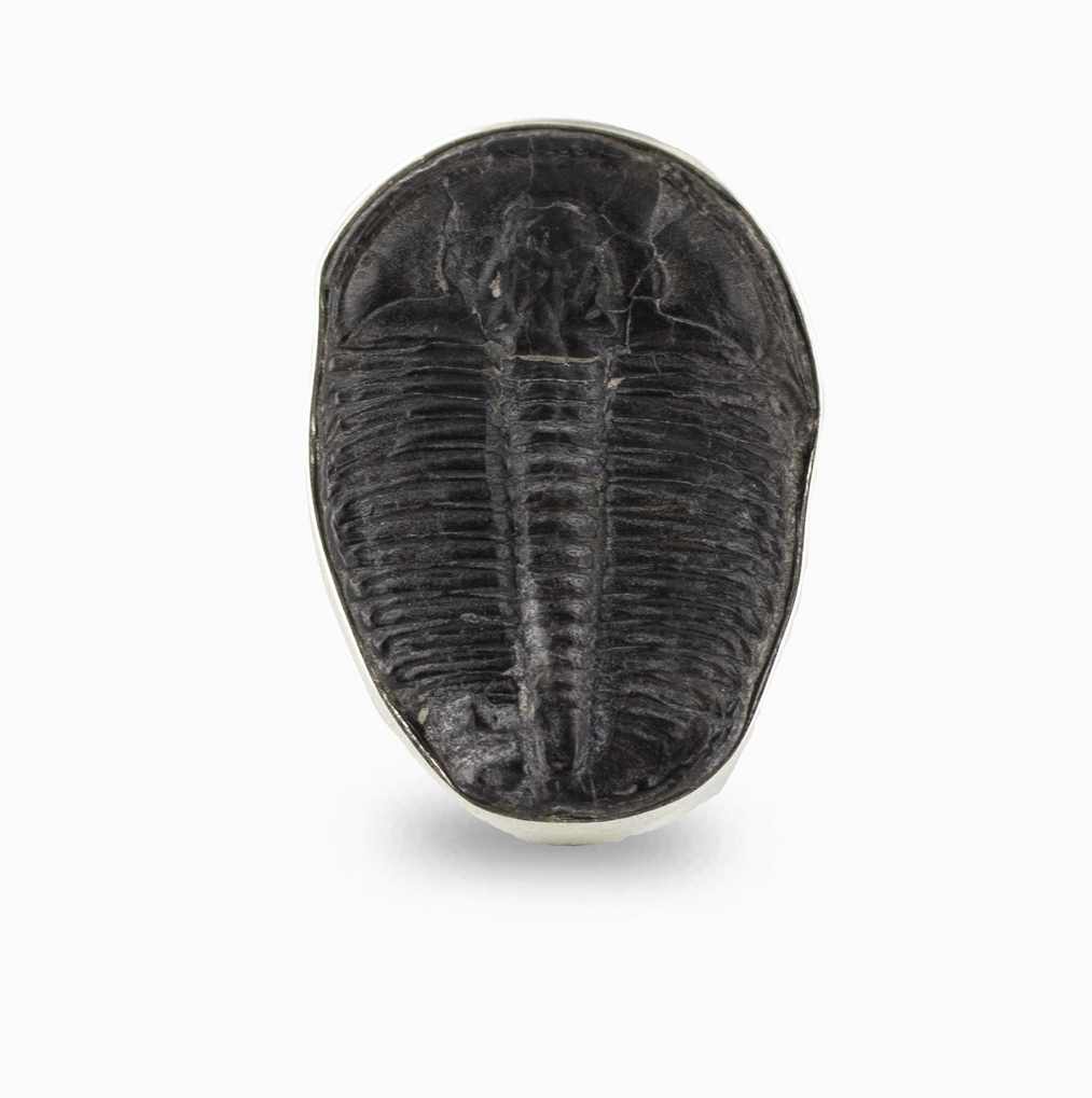 Trilobite Ring