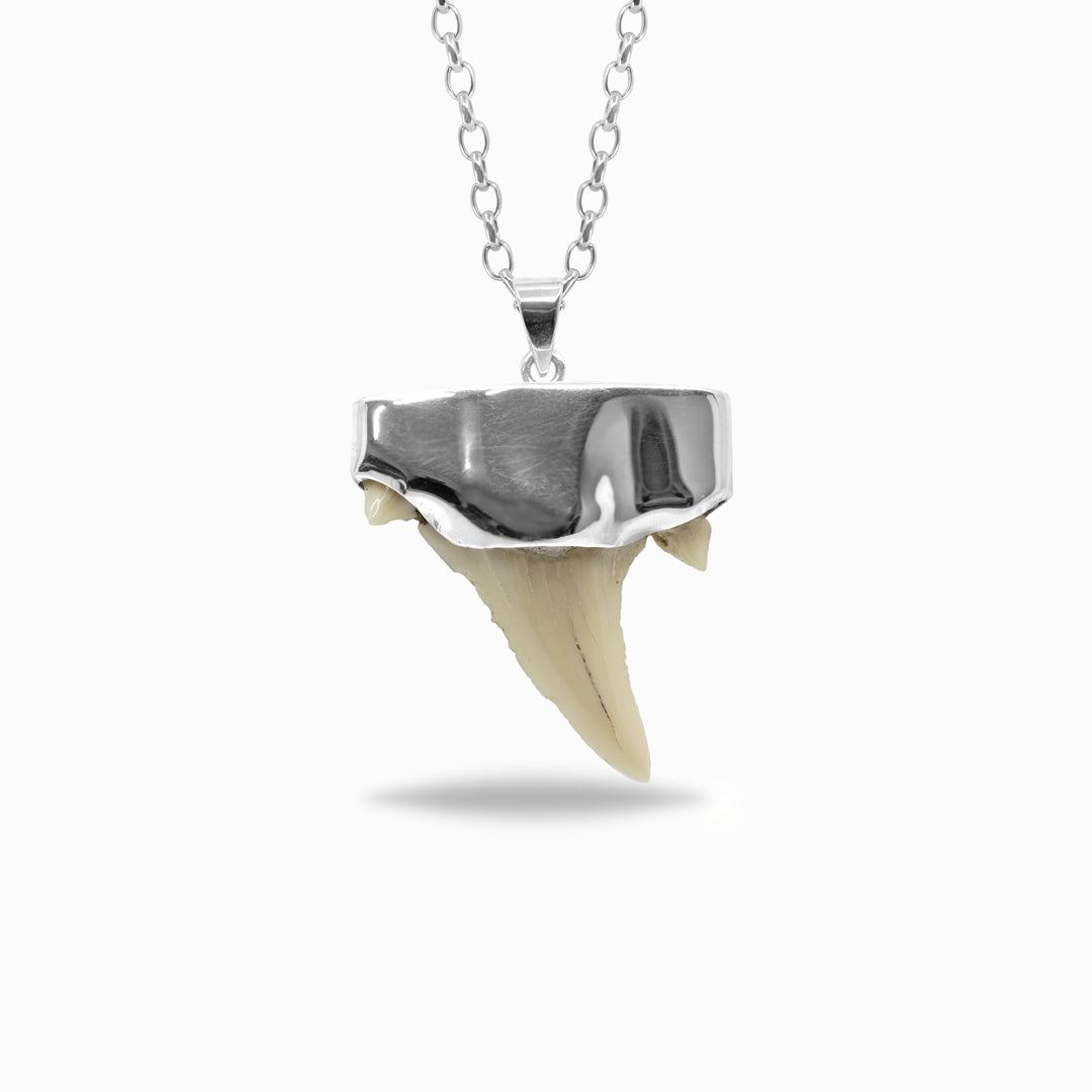 Shark tooth pendant necklace on a white background