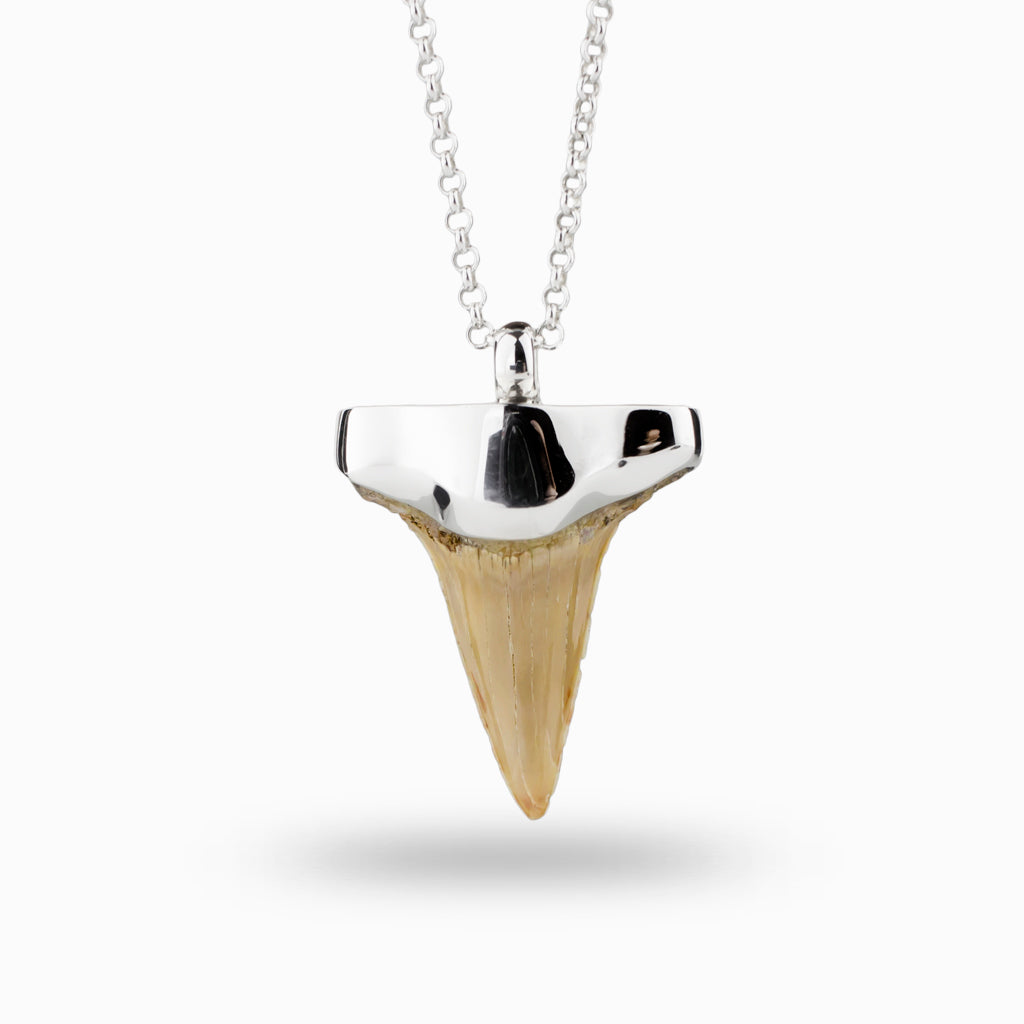 Shark's Tooth Fossil Necklace